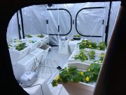 Farm Urban creates sensor to boost food production